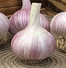 Chesnok Red Garlic Bulbs for sale