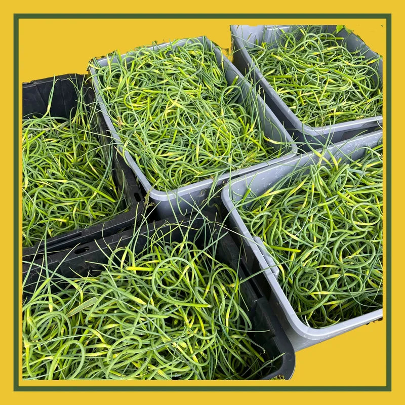 Garlic Scapes For Sale